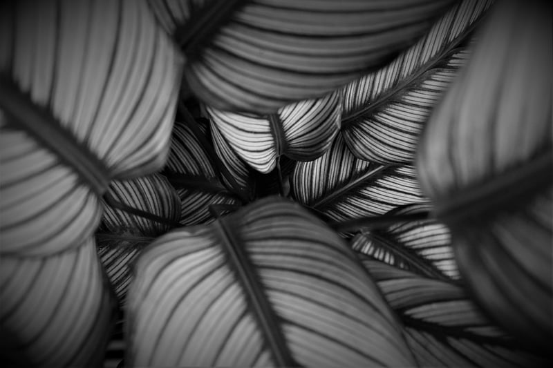 Calathea