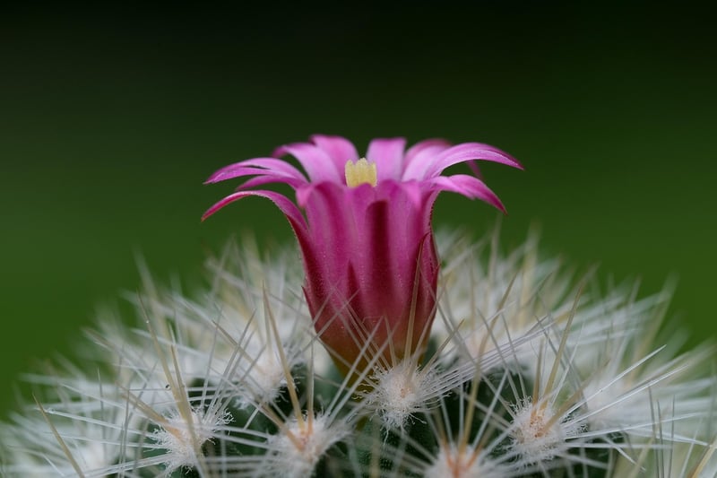 Spider Plant